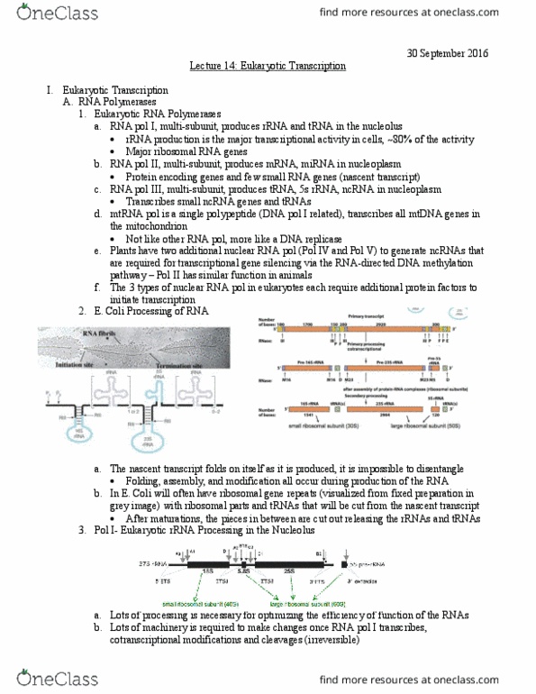 L07 Chem 481 Lecture Notes - Lecture 14: Rna Polymerase Iii, Nucleoplasm, Rna-Dependent Rna Polymerase thumbnail