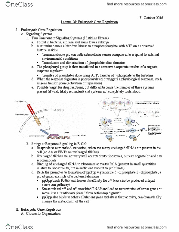 L07 Chem 481 Lecture Notes - Lecture 26: Transcription Factor Ii D, Histone H2A, Heterochromatin thumbnail