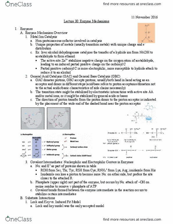 L07 Chem 481 Lecture Notes - Lecture 30: Monosaccharide, Trisaccharide, Oxyanion Hole thumbnail