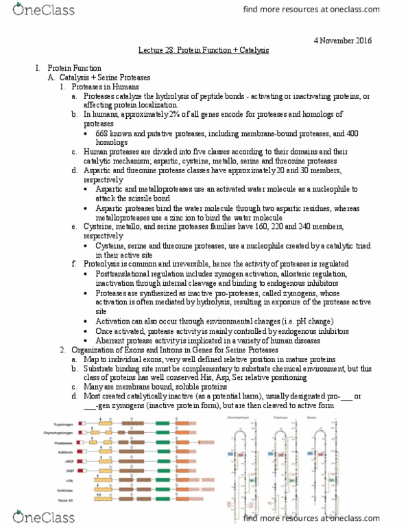 L07 Chem 481 Lecture Notes - Lecture 28: Porphyrin, Myoglobin, Asparagine thumbnail