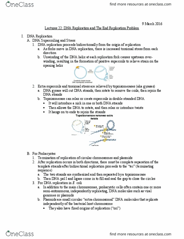 Biology And Biomedical Sciences BIOL 2960 Lecture Notes - Lecture 22: Egg Cell, Telomere, Reverse Transcriptase thumbnail
