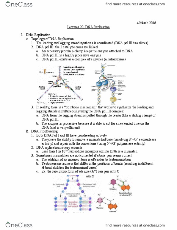 Biology And Biomedical Sciences BIOL 2960 Lecture Notes - Lecture 20: Single-Strand Dna-Binding Protein, Helicase, Replisome thumbnail