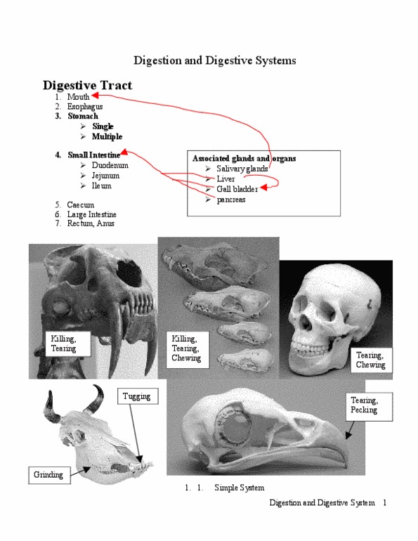 ANSC 3120 Lecture Notes - Foregut, Coprophagia, Blood Sugar thumbnail