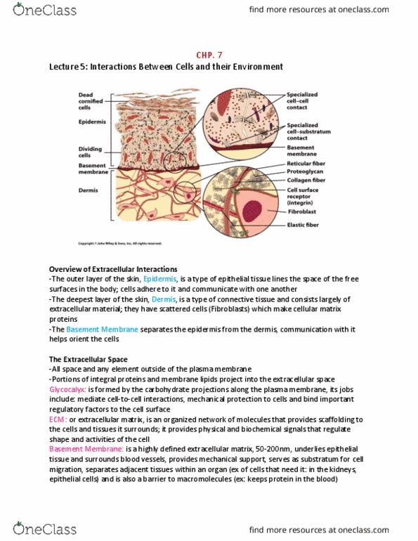 HSS 2305 Lecture Notes - Lecture 5: Glomerular Basement Membrane, Ultimate Tensile Strength, Cell Membrane thumbnail