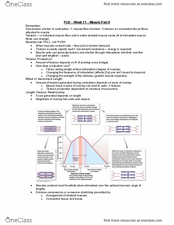 PLN 103 Lecture Notes - Lecture 11: Myocyte, Skeletal Muscle, Motor Unit thumbnail