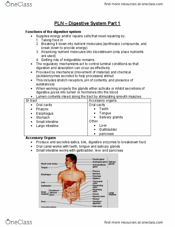 PLN 103 Lecture Notes - Lecture 3: Mesentery, Muscularis Mucosae, Muscular Layer thumbnail