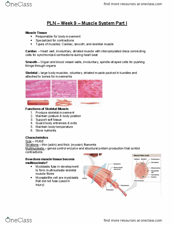 PLN 103 Lecture Notes - Lecture 9: Muscle Fascicle, Skeletal Muscle, Sarcolemma thumbnail