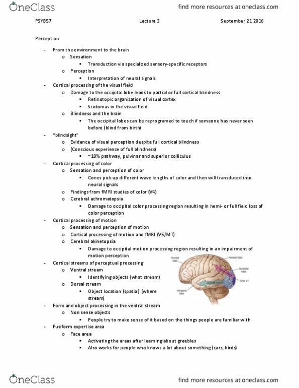 PSYB57H3 Lecture Notes - Lecture 3: Herpesviral Encephalitis, Visual Agnosia, Cortical Blindness thumbnail