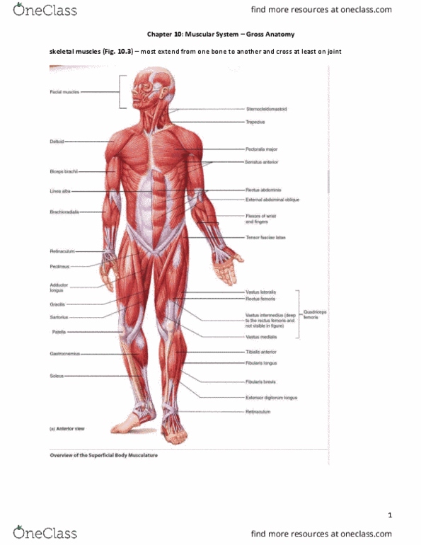 BLG 700 Chapter 10: Chapter 10 - Muscular system(2) thumbnail