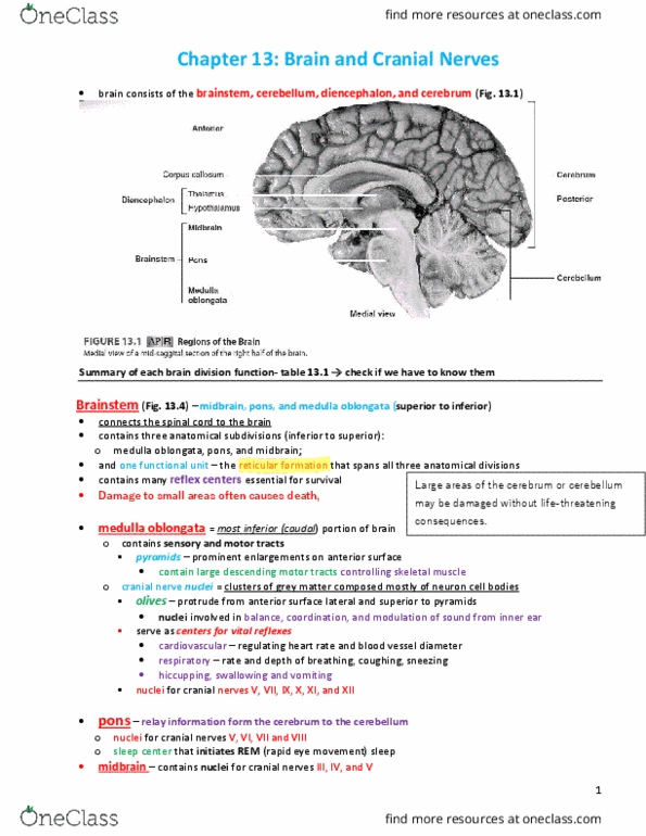 BLG 700 Chapter 13: Chapter 13 - Brain and cranial nerves colorless thumbnail
