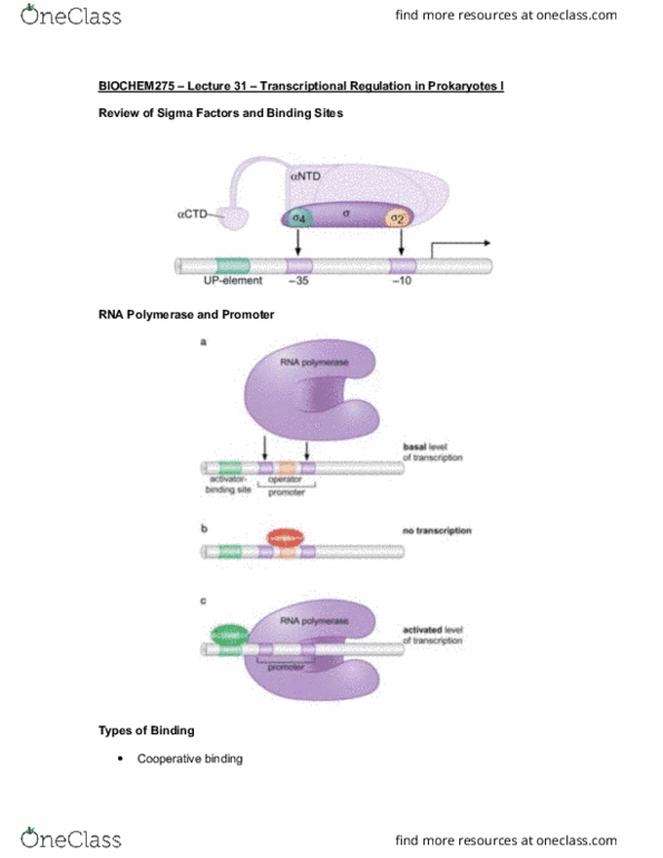 BIOCHEM 275 Lecture Notes - Lecture 31: Lac Repressor, Allolactose, Lac Operon thumbnail