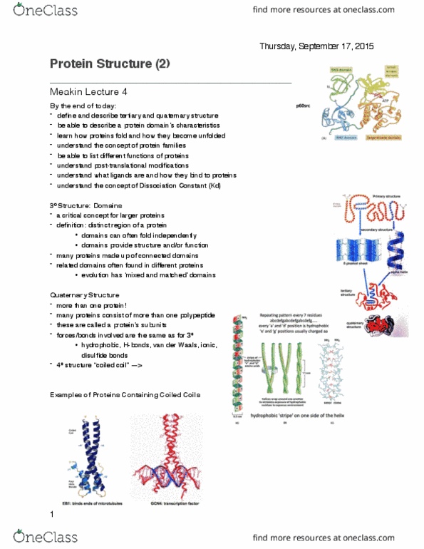 Biochemistry 2280A Lecture Notes - Lecture 3: Equilibrium Constant, Ribosome, Proteasome thumbnail