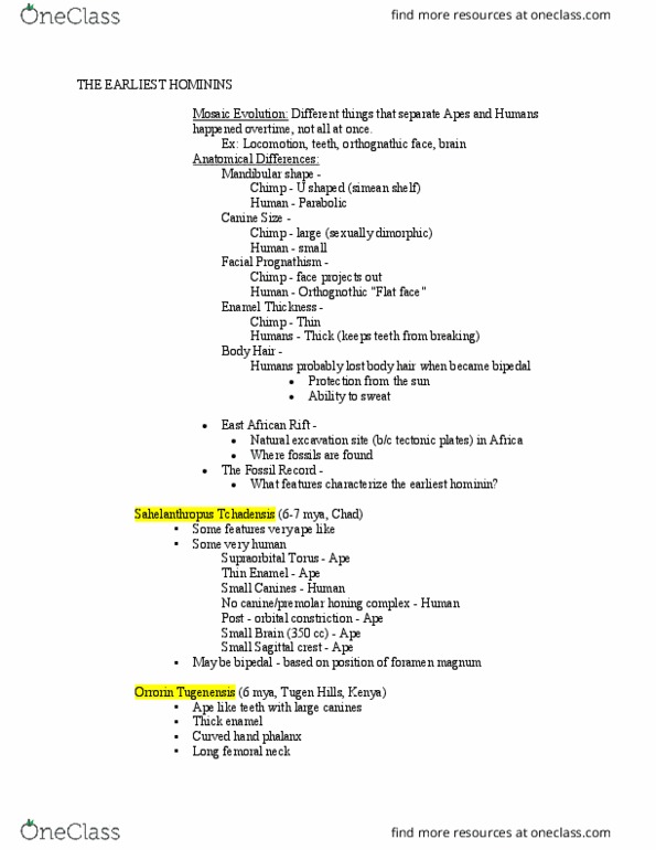 ANTH 101 Lecture Notes - Lecture 13: Orrorin, Sahelanthropus, Tugen Hills thumbnail