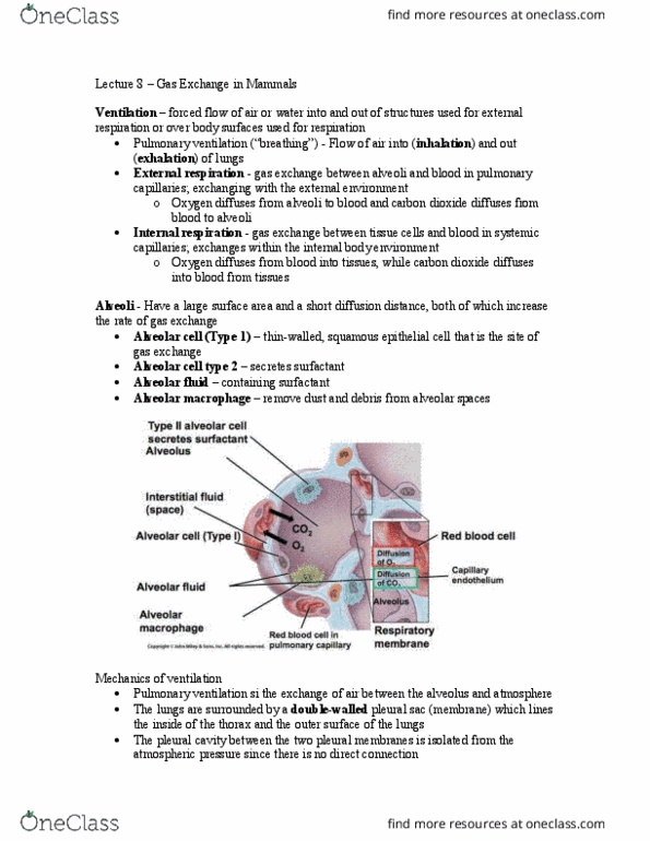 NATS 4210 Lecture Notes - Lecture 8: External Intercostal Muscles, Thoracic Cavity, Alveolar Pressure thumbnail