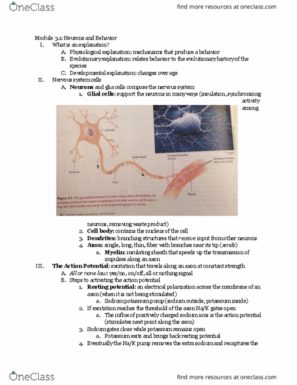 PSYCH 1 Lecture Notes - Lecture 1: Occipital Lobe, Postcentral Gyrus, Parietal Lobe thumbnail