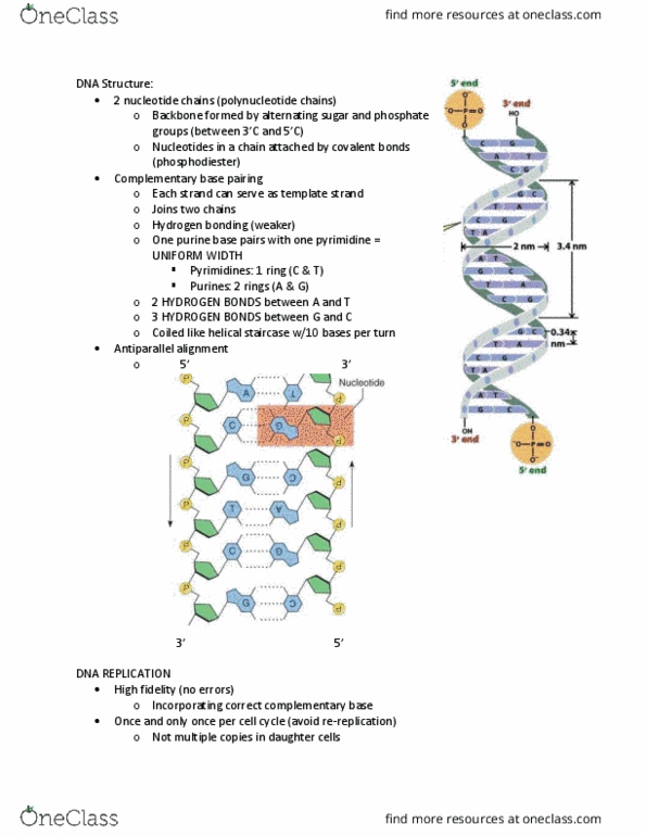 MCB 2400 Lecture Notes - Lecture 7: Helicase, Phosphodiester Bond, Dna Replication thumbnail