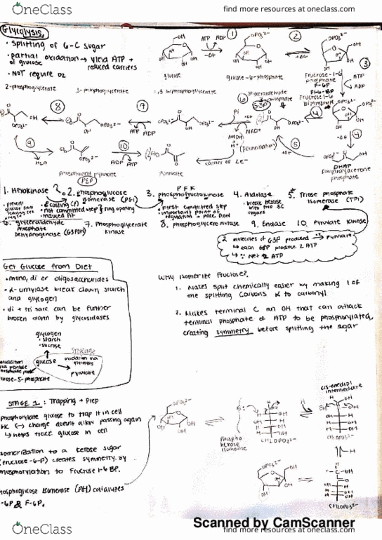 BCHM 403 Lecture 25: Bchem part 5-4 thumbnail