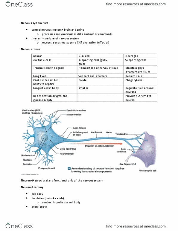 PLN 103 Lecture Notes - Lecture 12: Nervous Tissue, Dendrite, Neurofilament thumbnail