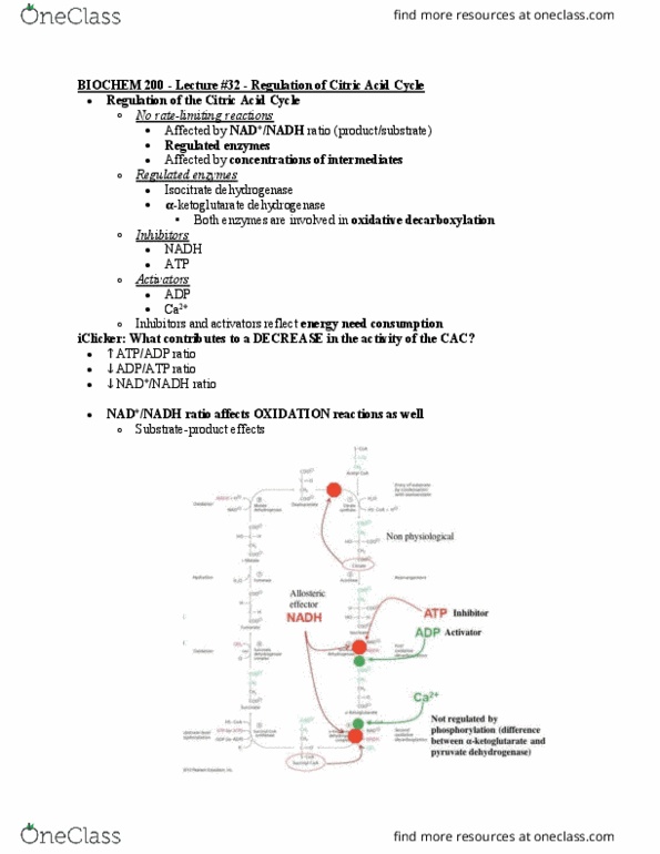 BIOCH200 Lecture Notes - Lecture 32: Oxidative Decarboxylation, Alpha-Ketoglutaric Acid, Pyruvic Acid thumbnail