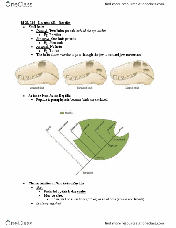 BIOL108 Lecture Notes - Lecture 31: Reptile, Paraphyly, Maternal Sensitivity thumbnail