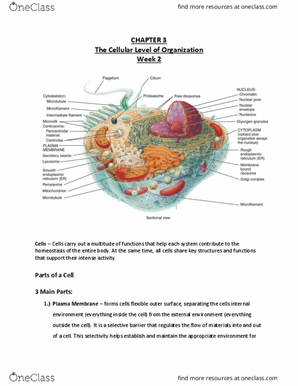 NURS 1750 Chapter 3: Nursing 63-175 Chapter 3: A&P: The Cellular Level of Organization thumbnail