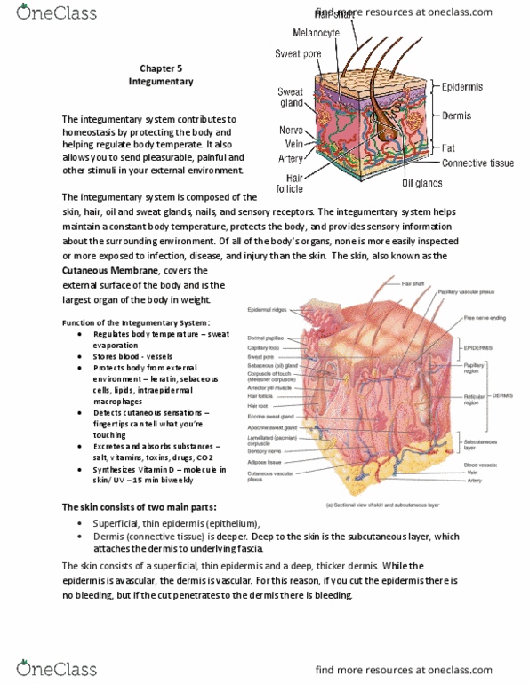 NURS 1750 Chapter 5: Nursing 63-175 Chapter 5: A&P: Integumentary thumbnail