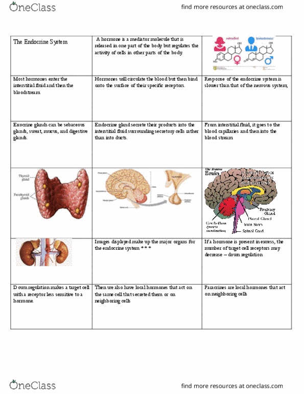 NUR 313 Lecture Notes - Lecture 11: Cortisol, Vasodilation, Aldosterone thumbnail