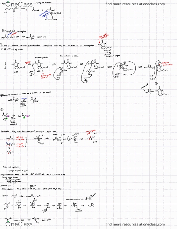 CHM 3218 Lecture Notes - Lecture 29: Nitrogen Assimilation, Tonne, Glutamine thumbnail