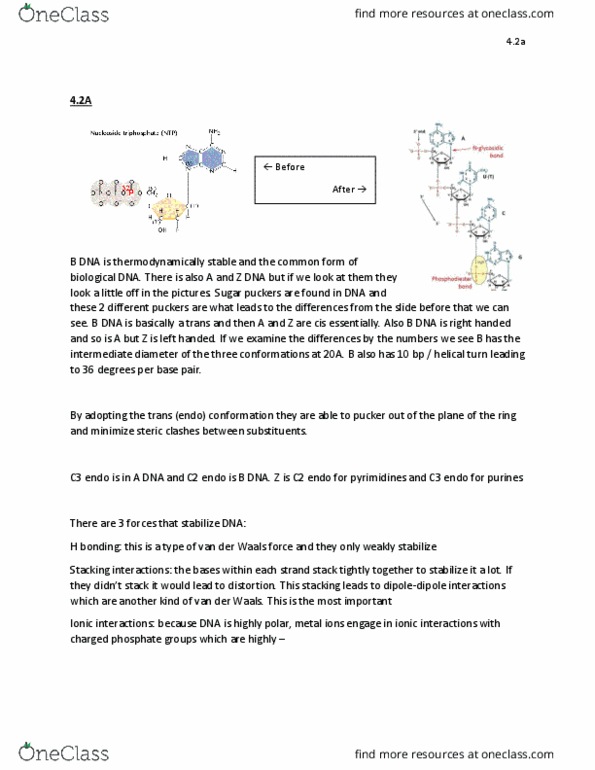 BMB 401 Lecture Notes - Lecture 2: Deoxyribose, Ribosomal Rna, Ribose thumbnail