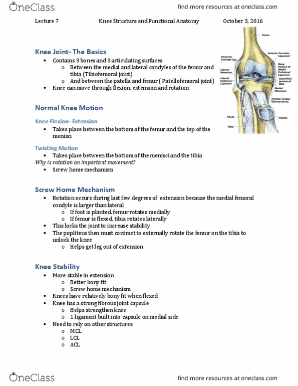Kinesiology 3336A/B Lecture Notes - Lecture 7: Intercondylar Area, Weight-Bearing, Lateral Condyle Of Femur thumbnail