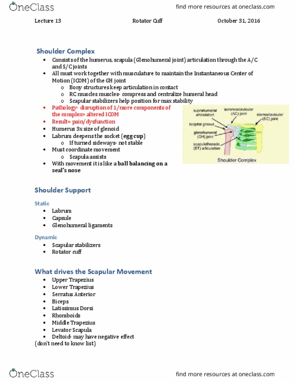 Kinesiology 3336A/B Lecture Notes - Lecture 13: Tendinopathy, Subacromial Bursa, Rotator Cuff thumbnail