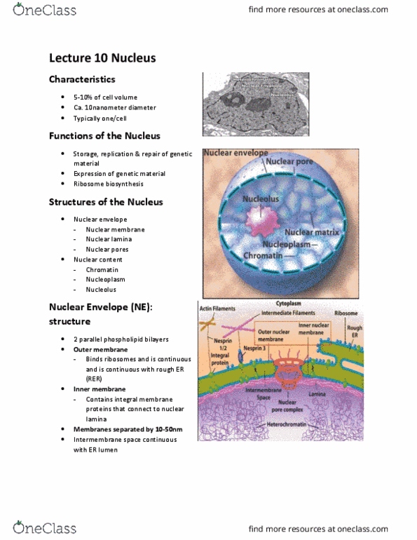 BIOL 1090 Lecture Notes - Lecture 22: Pyrophosphate, Unified Atomic Mass Unit, Transfer Rna thumbnail