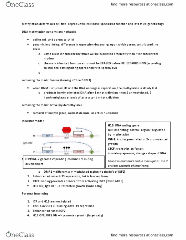 BMS 607 Lecture Notes - Lecture 11: Methionine, Bisphenol A, Retrotransposon thumbnail