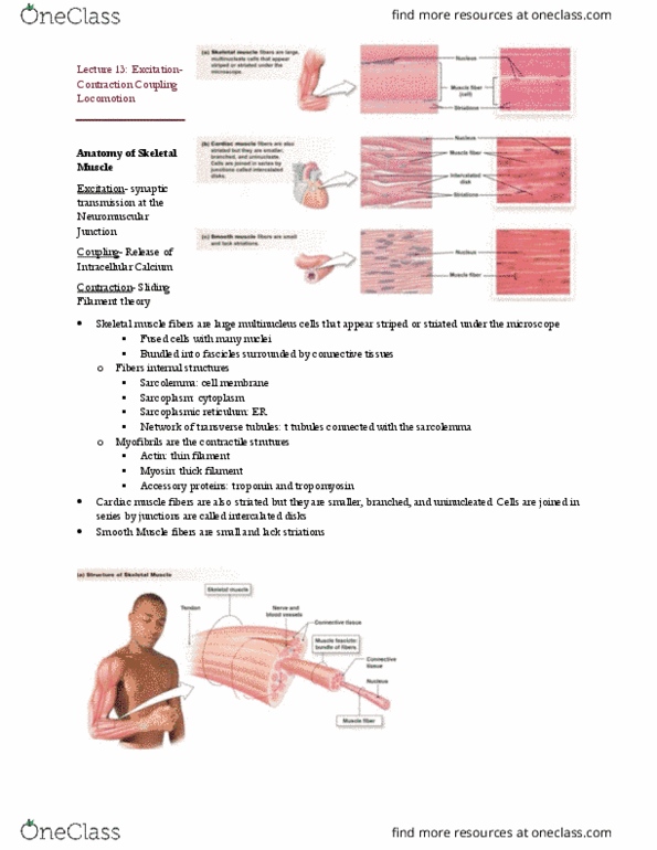 BIO 203 Lecture Notes - Lecture 13: Cartilage, Golgi Tendon Organ, Chitin thumbnail