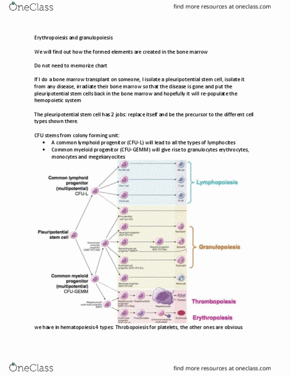 Anatomy and Cell Biology 3309 Lecture Notes - Lecture 8: Bone Marrow, Hematopoietic Stem Cell Transplantation, Cfu-Gemm thumbnail