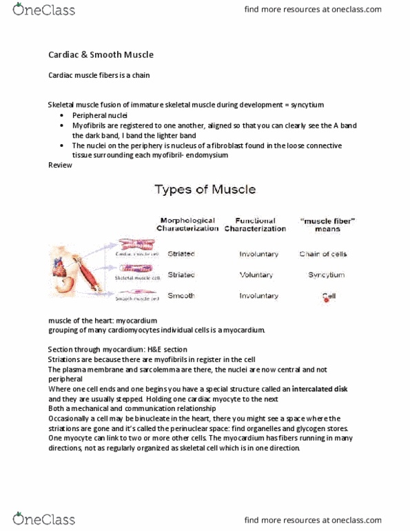 Anatomy and Cell Biology 3309 Lecture Notes - Lecture 7: Intercalated Disc, Cardiac Muscle Cell, Endoplasmic Reticulum thumbnail