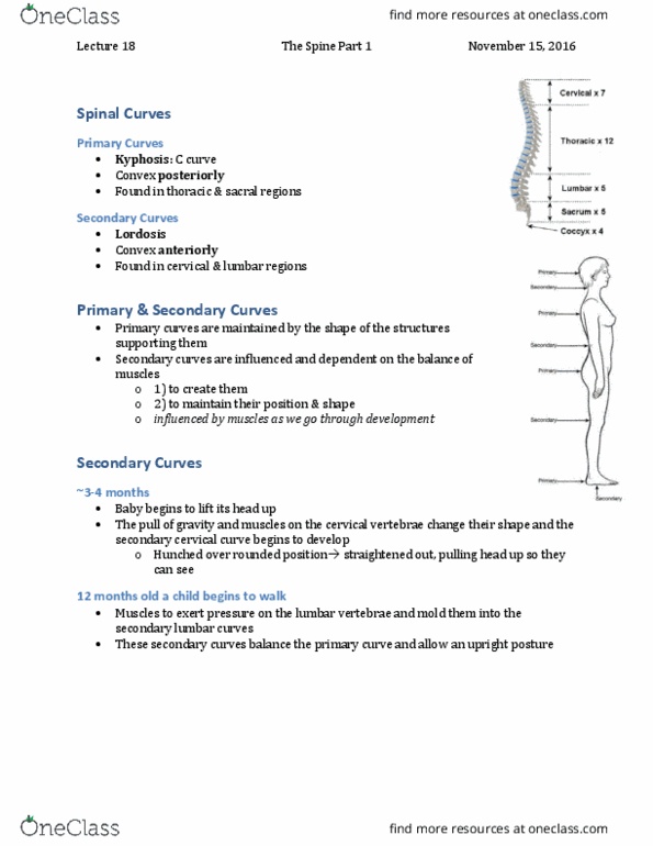 Kinesiology 3336A/B Lecture Notes - Lecture 18: Lumbar Vertebrae, Cervical Vertebrae, Intervertebral Disc thumbnail