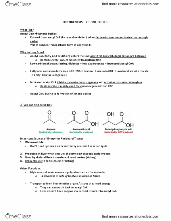 BCM 475 Chapter Notes - Chapter 22: Acetyl-Coa, Pyruvate Carboxylase, Pyruvate Dehydrogenase thumbnail