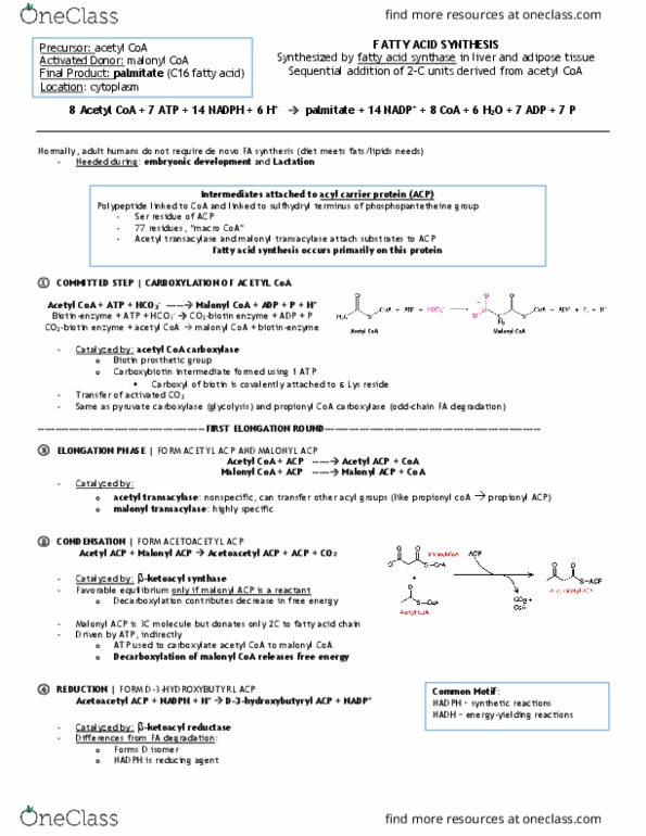 BCM 475 Chapter Notes - Chapter 22: Acetyl-Coa Carboxylase, Malonyl-Coa, Propionyl-Coa thumbnail