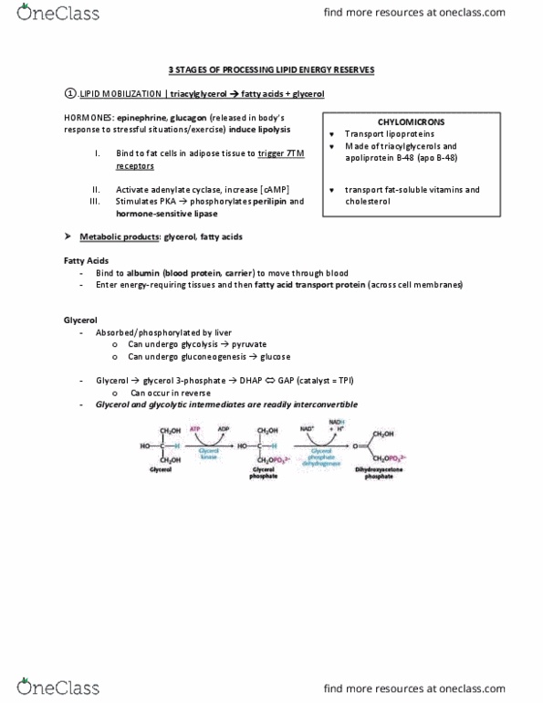 BCM 475 Chapter Notes - Chapter 22: Adenylyl Cyclase, Diglyceride, Glycerol thumbnail