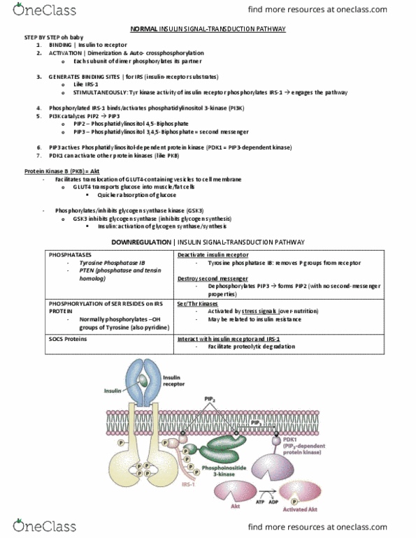 BCM 475 Chapter Notes - Chapter 27: Glycogen Synthase, Acetyl-Coa, Mitochondrial Biogenesis thumbnail