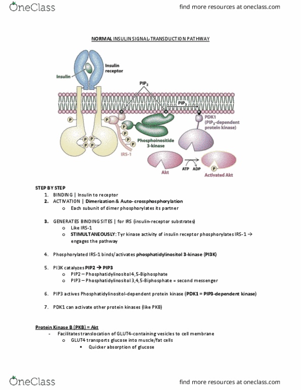 BCM 475 Chapter Notes - Chapter 22: Glycogen Synthase, Insulin Receptor, Irs1 thumbnail