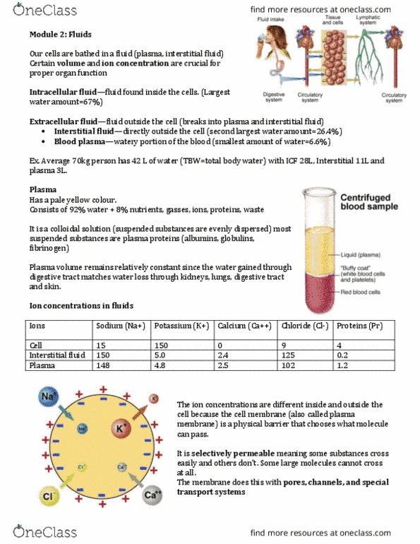 Physiology 2130 Lecture Notes - Lecture 2: Extracellular Fluid, Fibrinogen thumbnail