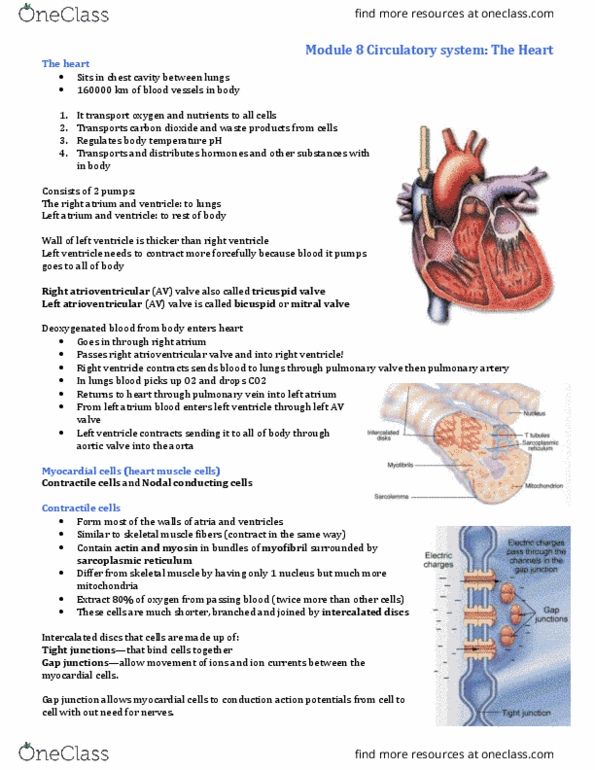 Physiology 2130 Lecture Notes - Lecture 8: Heart Valve, Voltage-Gated Ion Channel, Pulmonary Valve thumbnail