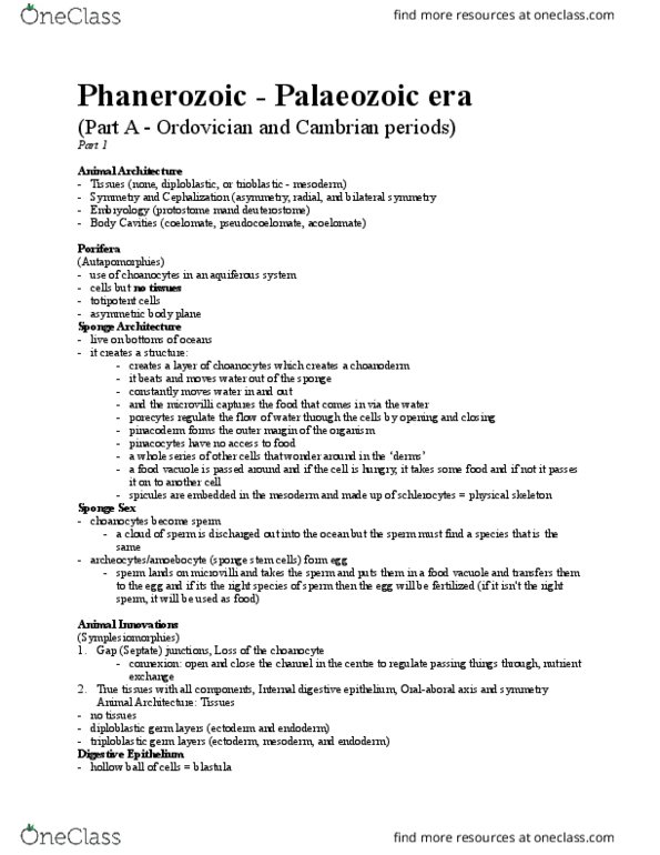 BIO 1130 Lecture Notes - Lecture 15: Gastrodermis, Organelle, Hydrostatic Skeleton thumbnail