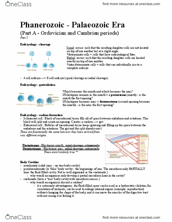 BIO 1130 Lecture Notes - Lecture 16: Arthropod, Chordate, Chitin thumbnail