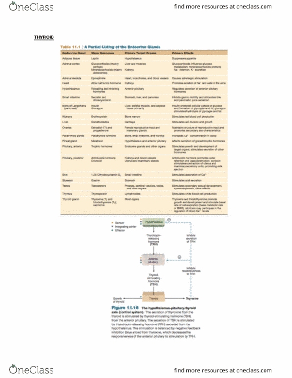 BIOM 3200 Chapter Notes - Chapter 2: Basal Metabolic Rate, Parafollicular Cell, Thyroglobulin thumbnail