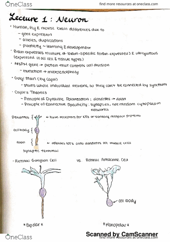 BSCI 353 Lecture 1: lecture 1 Review thumbnail