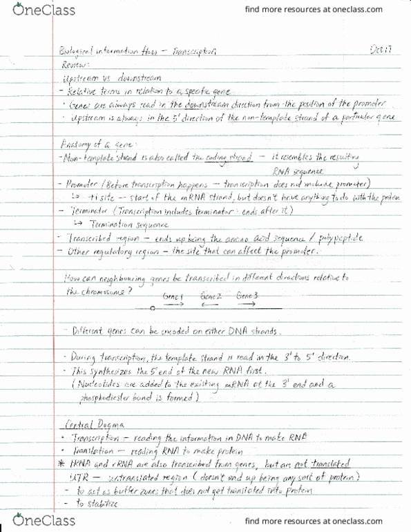 BIOL 112 Lecture Notes - Lecture 17: Ribosomal Rna thumbnail