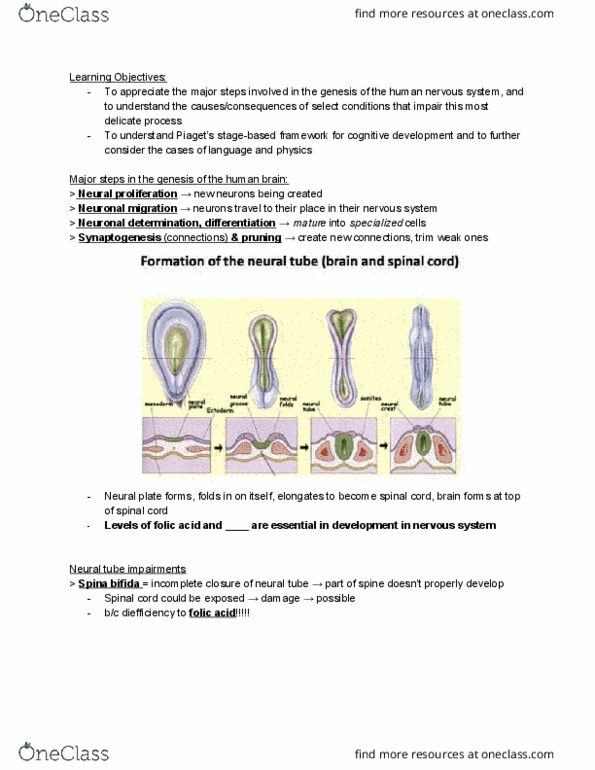PSYC 102 Lecture Notes - Lecture 4: Spina Bifida, Neural Plate, Phenylalanine thumbnail